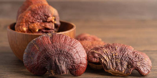 Reishi : Le Champignon de la Longévité pour Réduire le Stress et Renforcer l’Immunité